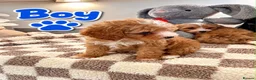 Maltipoo dogs for sale: 🌟🐻 Our five-star Asian Maltipoo teddy bears  - Advert 13