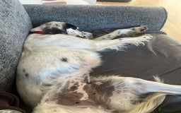 English Setter dogs for adoption: Txispa - Advert 15