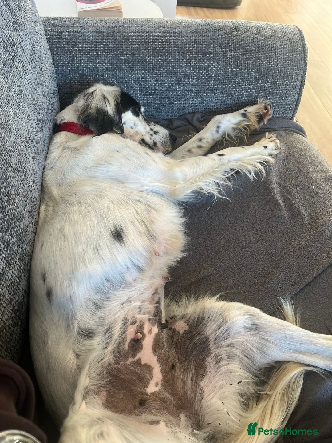 English Setter dogs for adoption: Txispa - Advert 15