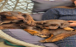 Miniature Dachshund dogs for sale: Beautiful longhaired dachshund girl  - Image 4
