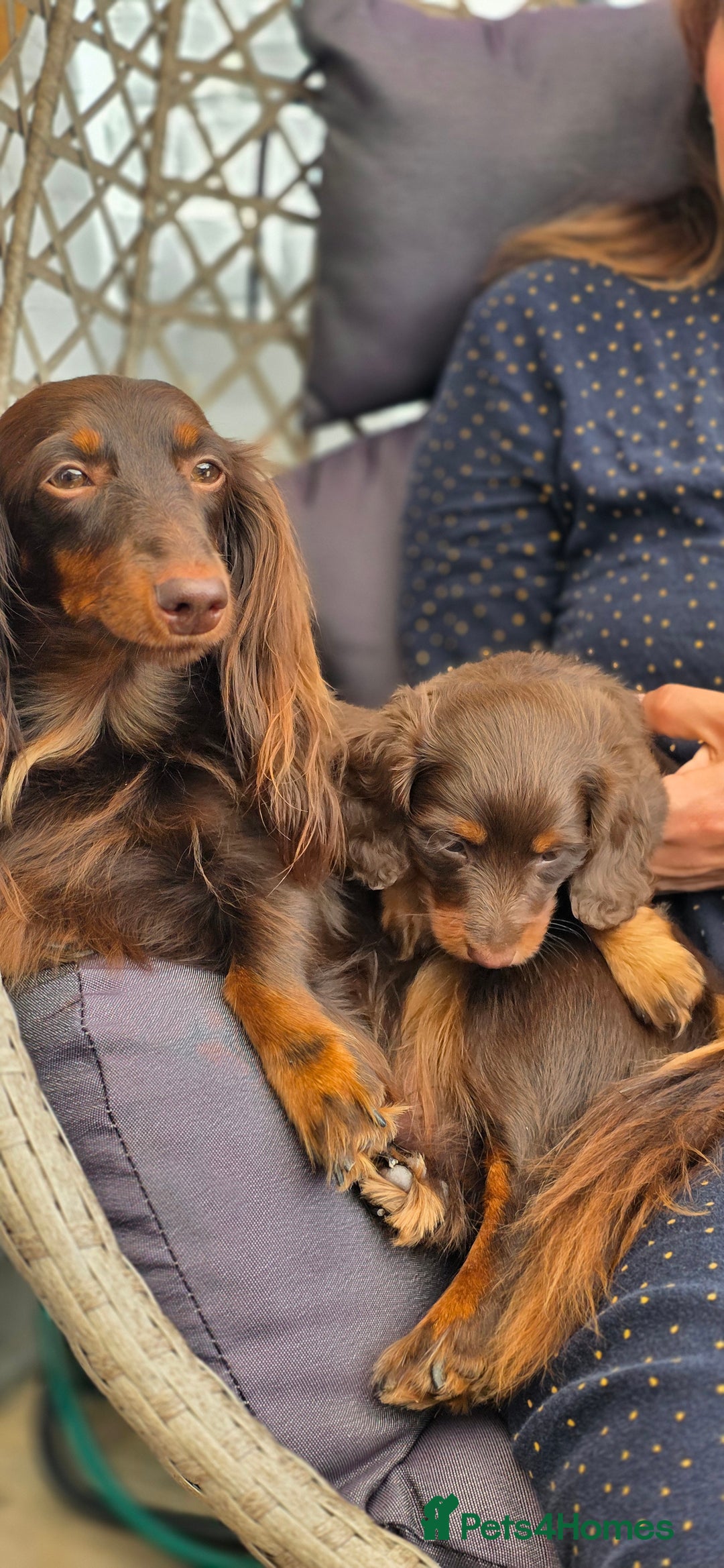 Miniature Dachshund dogs for sale: Beautiful longhaired dachshund girl  - Image 4