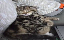 British Shorthair cats for sale: 4 beautiful kittens  - Image 13