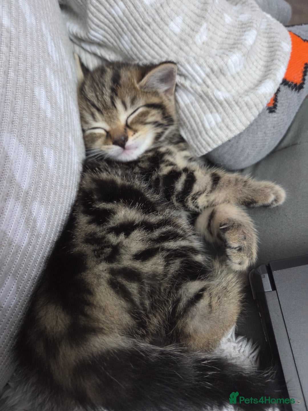 British Shorthair cats for sale: 4 beautiful kittens  - Image 13