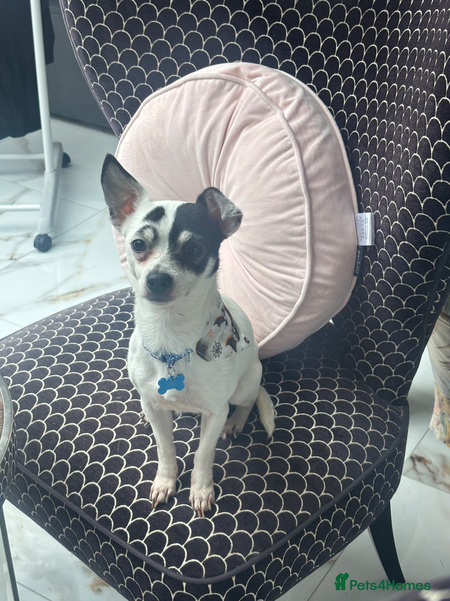 Jack Chi dogs ‘Milo’ 4 year old JackChi - Advert 8