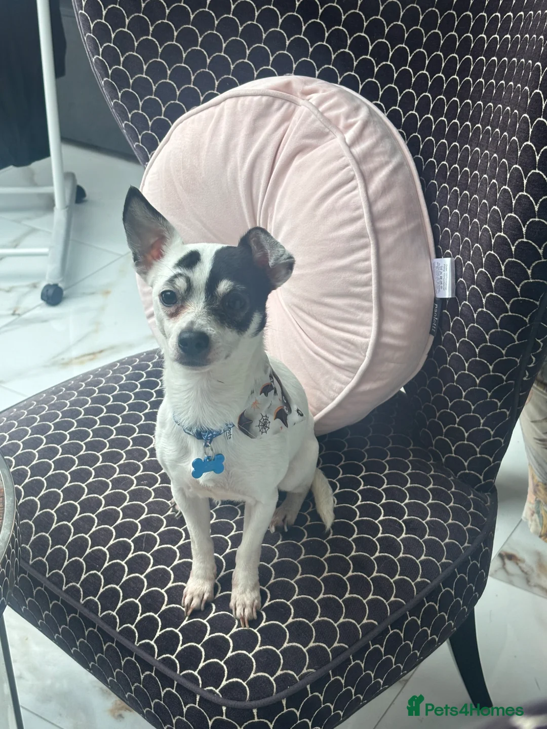 Jack Chi dogs for sale: ‘Milo’ 4 year old JackChi - Advert 1
