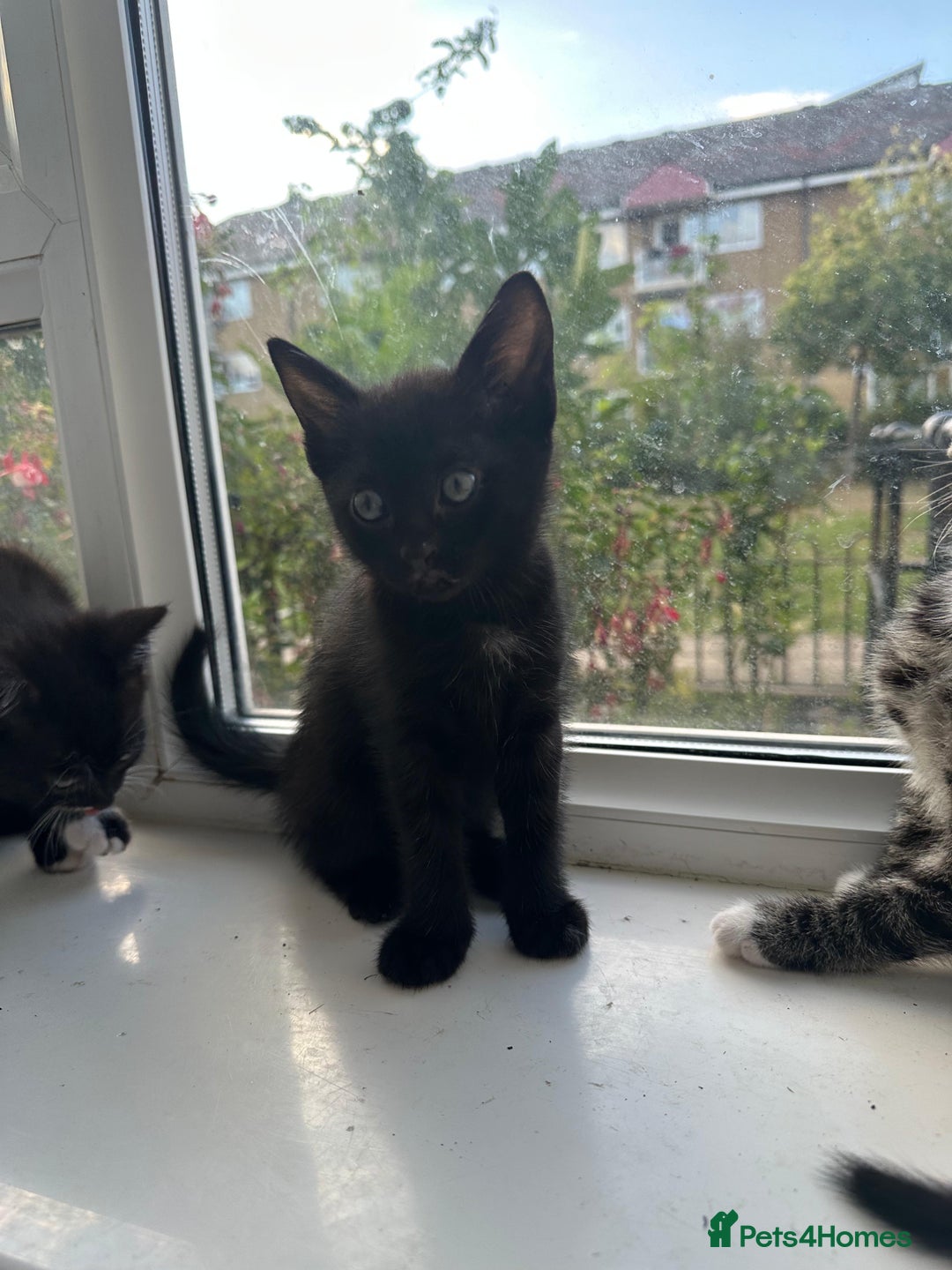 Bengal cats for sale: 6 Cross Bengal Kittens - Image 18