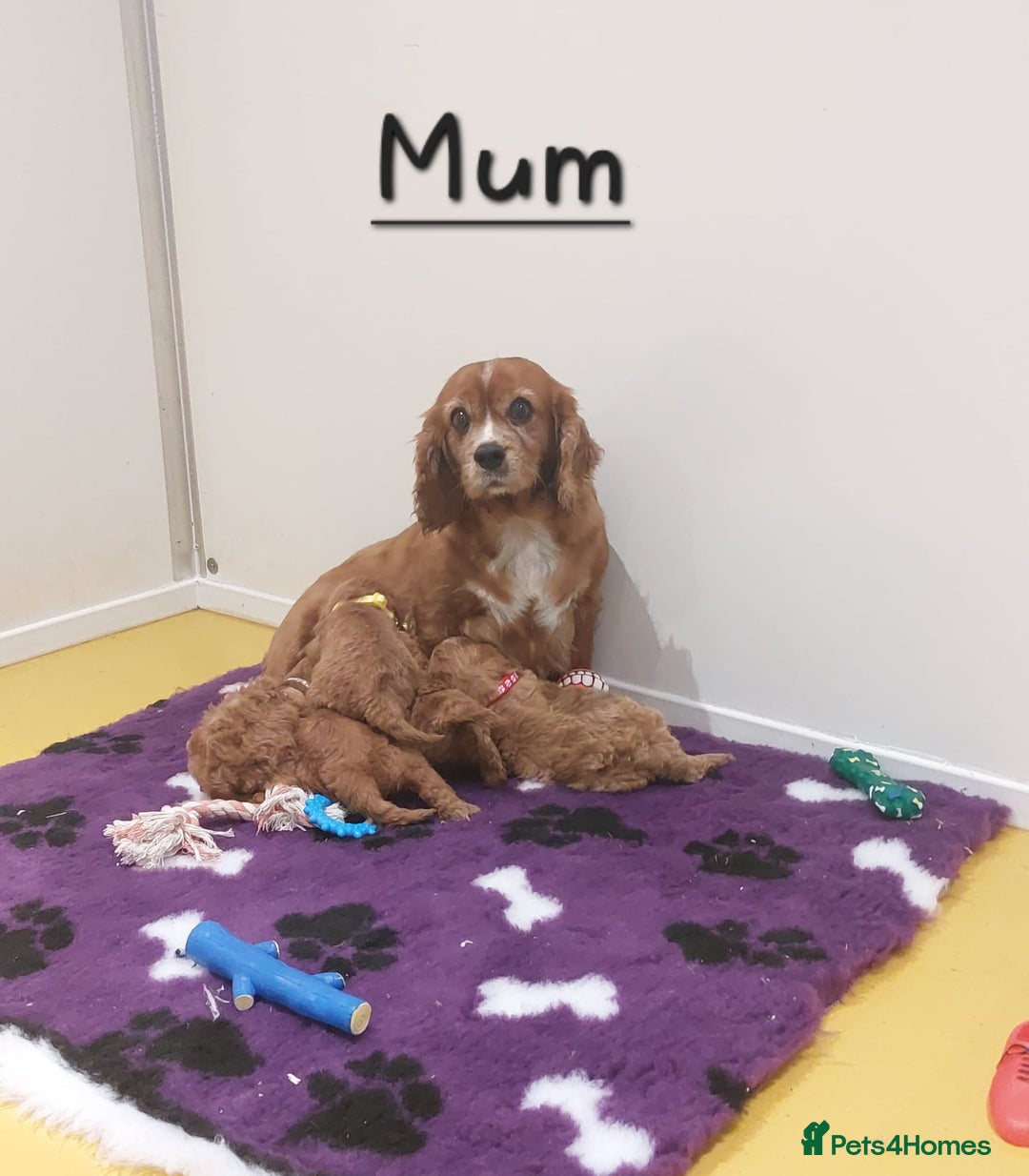 Cavapoo dogs for sale: Beautiful F1 Cavapoo puppies 🥰 - Advert 16