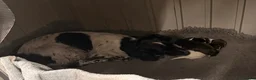 Cocker Spaniel dogs for sale: Quality health tested working cocker puppies - Advert 16