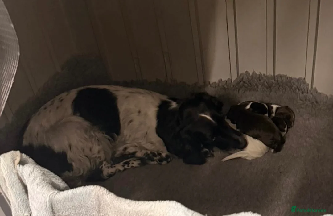 Cocker Spaniel dogs for sale: Quality health tested working cocker puppies - Advert 16