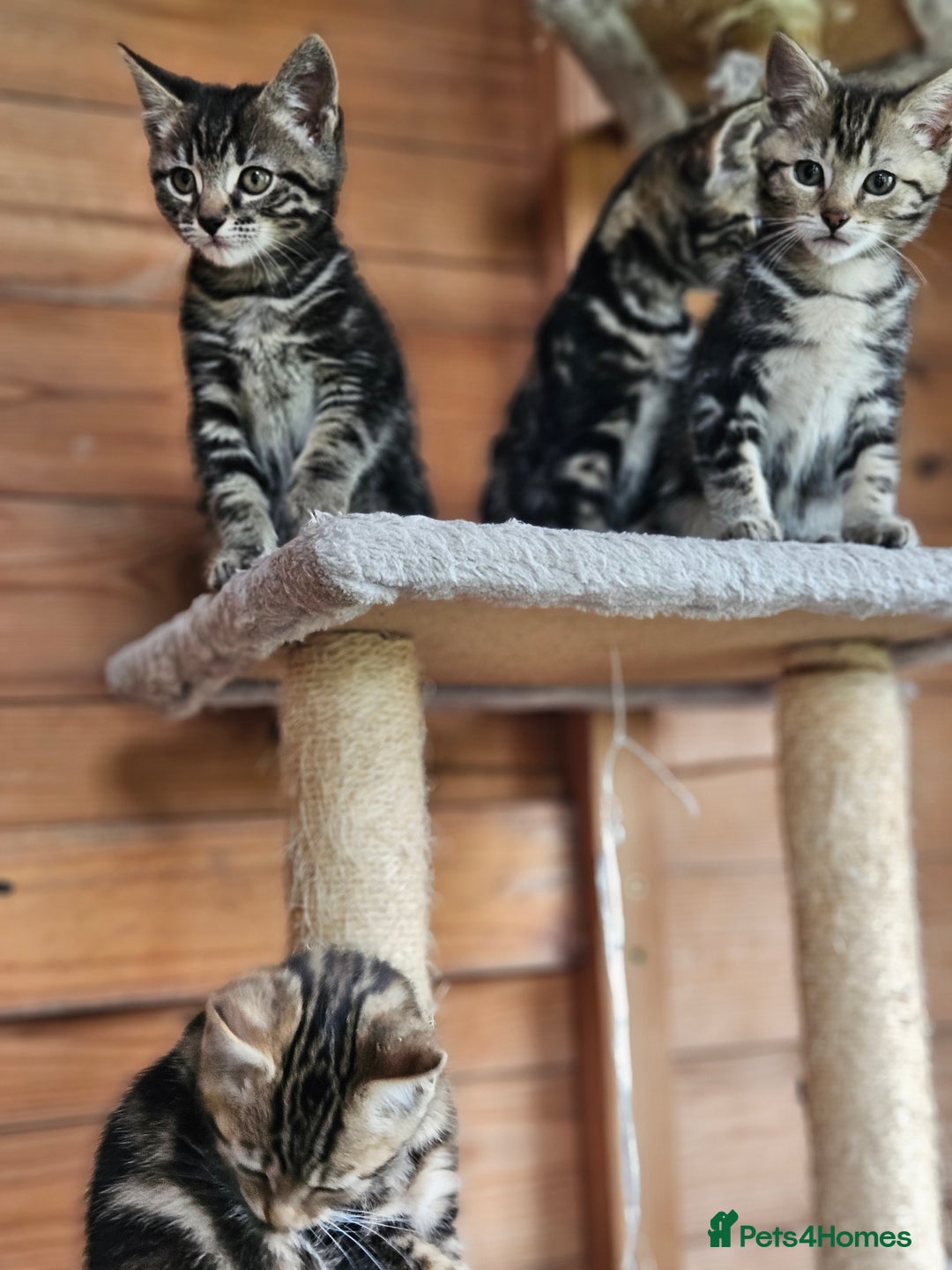 Bengal cats for sale: Adorable Half Bengal Kittens - Image 3