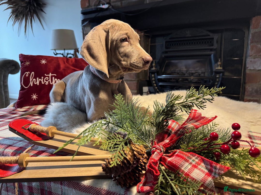 Weimaraner dogs for sale: ✨READY NOW✨ LAST FEW GIRLS✨ KC Reg Pups  ✨ - Advert 35