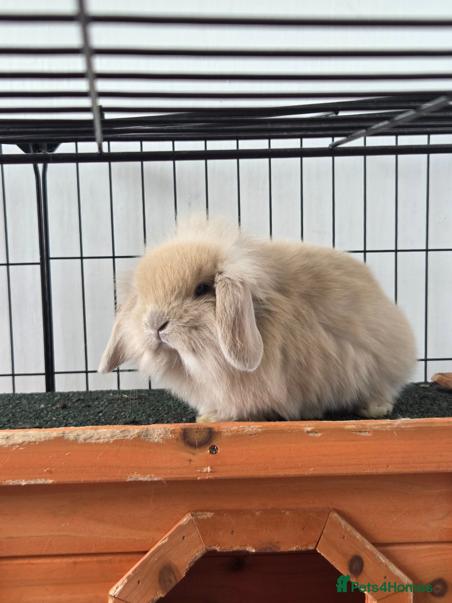 Mini Lion Lop rabbits ❗️£140 for 2 ❗️ONLY 4 LEFT !! GORGEOUS BUNS🐰 ❤️ - Advert 1