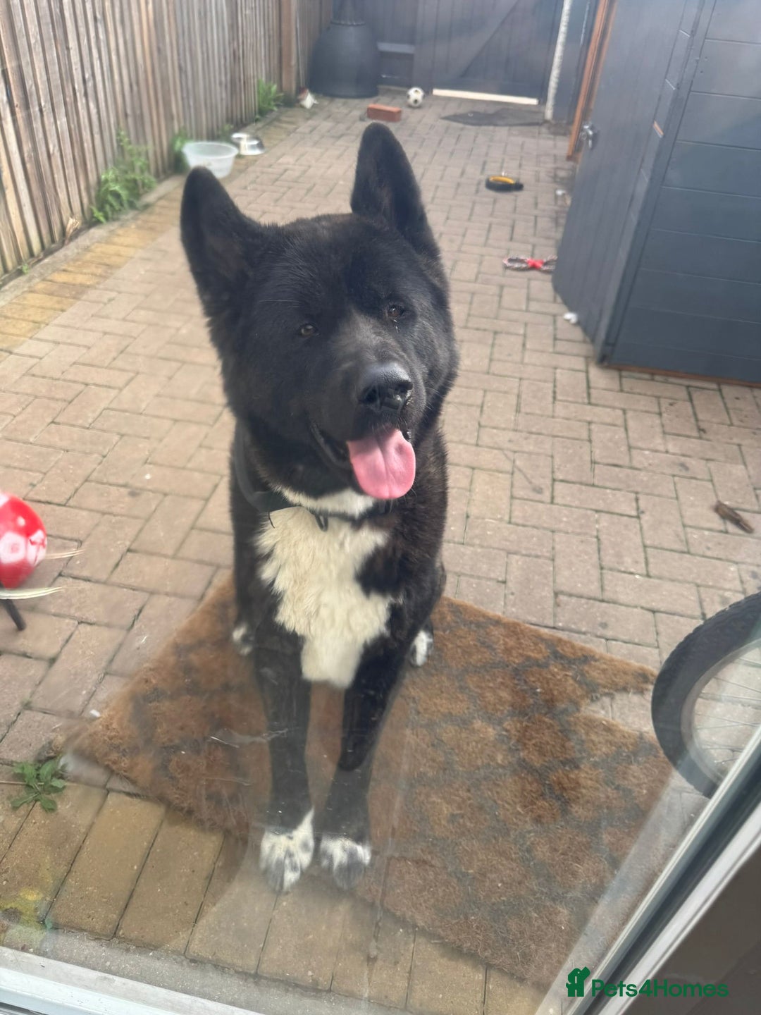 Akita dogs for sale: American Akita - Image 2