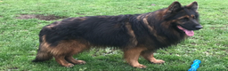 Mixed Breed dogs for sale: Quality health tested German shepherds  - Advert 10