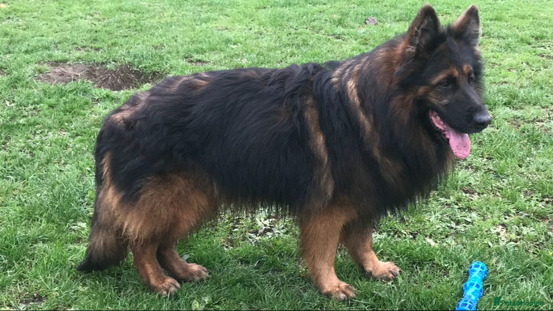 Mixed Breed dogs for sale: Quality health tested German shepherds  - Advert 10