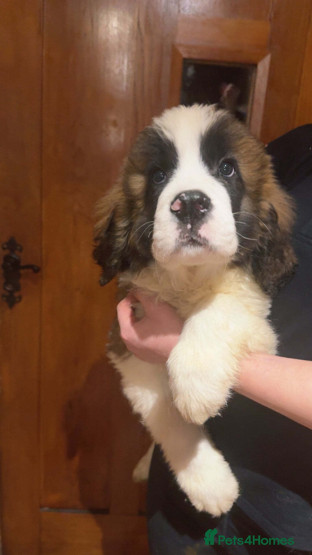 Saint Bernard dogs for sale: Gorgeous Saint Bernard puppies for sale - Advert 5