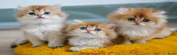 British Longhair cats for sale: TICA Exceptional Pedigree Golden British Kittens - Advert 2