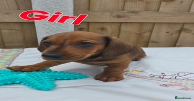 Dachshund dogs - Advert 5
