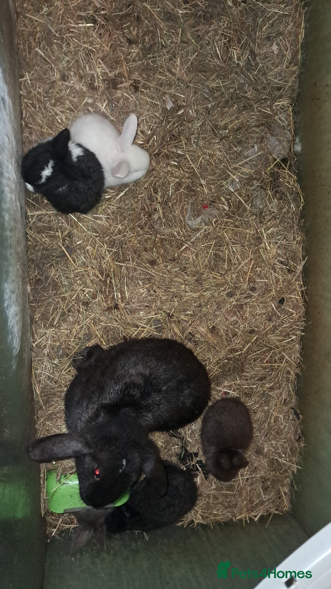 Mixed Breed rabbits for sale: accidental litter of five rabbits  - Advert 3