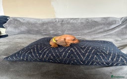 Miniature Dachshund dogs for sale: Stunning Brindle Dachshunds  - Image 17
