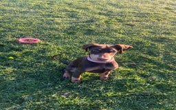 Dobermann dogs for sale: Doberman for sale  - Image 2