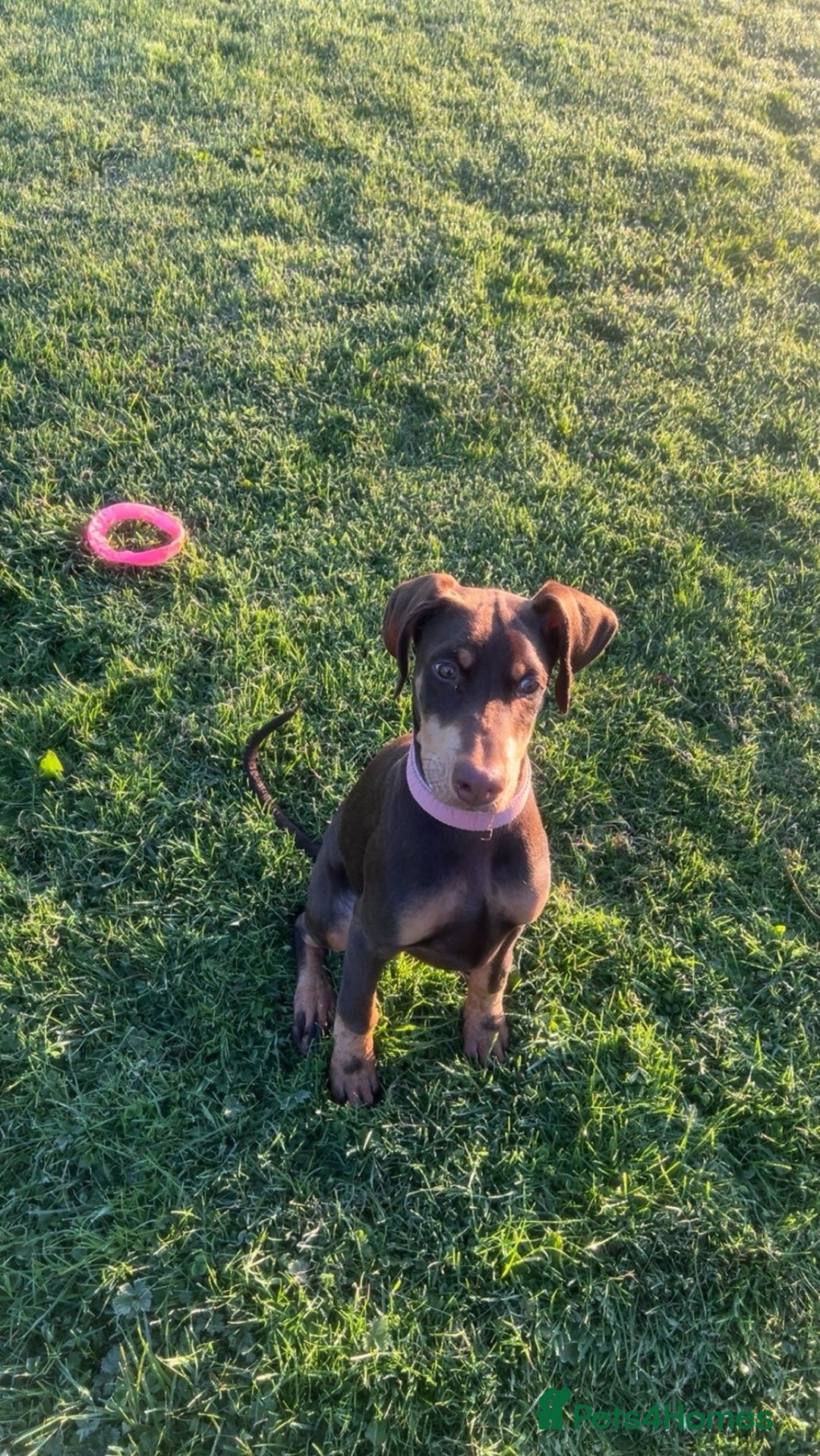 Dobermann dogs for sale: Doberman for sale  - Image 2
