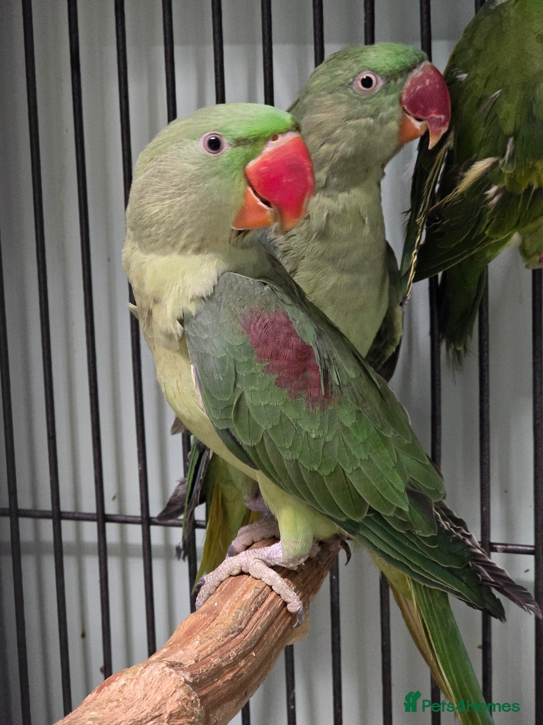 Parakeets birds for sale: Mixed birds, Alexandrines, Conures, Derbyan, etc!! - Image 8