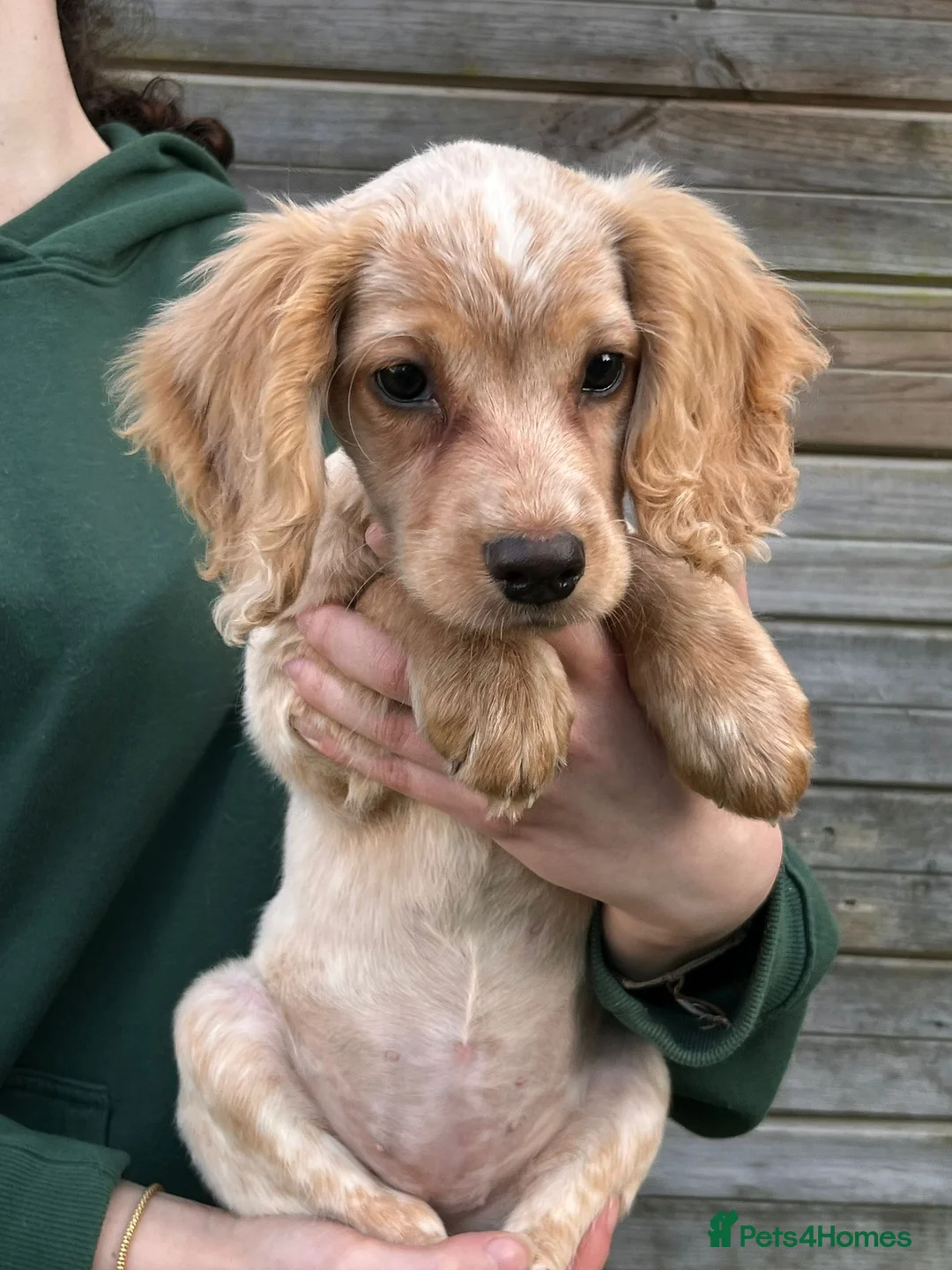 Cocker Spaniel dogs for sale: *Ready Now* KC Registered Working Cocker Spaniel  - Advert 1