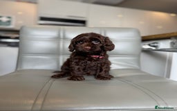Cockapoo dogs for sale: *READY MONDAY* girls F1 CHOCOLATE DNA CLEAR  - Image 6