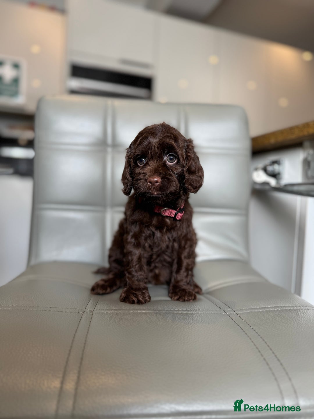 Cockapoo dogs for sale: *READY MONDAY* girls F1 CHOCOLATE DNA CLEAR  - Image 6