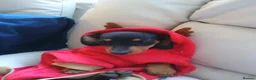 Miniature Dachshund dogs for sale:  boy dachshund Puppie ready to leave  - Advert 19