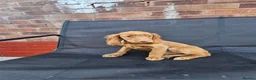 Cocker Spaniel dogs for sale: 6 beautiful working cocker spaniel puppys - Advert 7