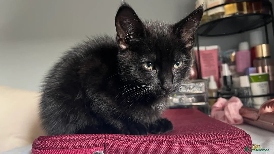 Domestic Shorthair cats for sale: Adorable Female Kittens Looking for a Loving home - Advert 11