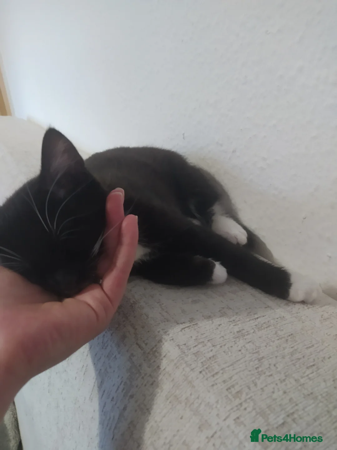 Mixed Breed cats for sale: Ready to go adorable male kitten - Advert 9