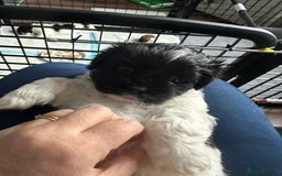 Lhasa Apso dogs for sale: Stunning Litter Lhasa Apsos * 3 Remaining * - Image 16