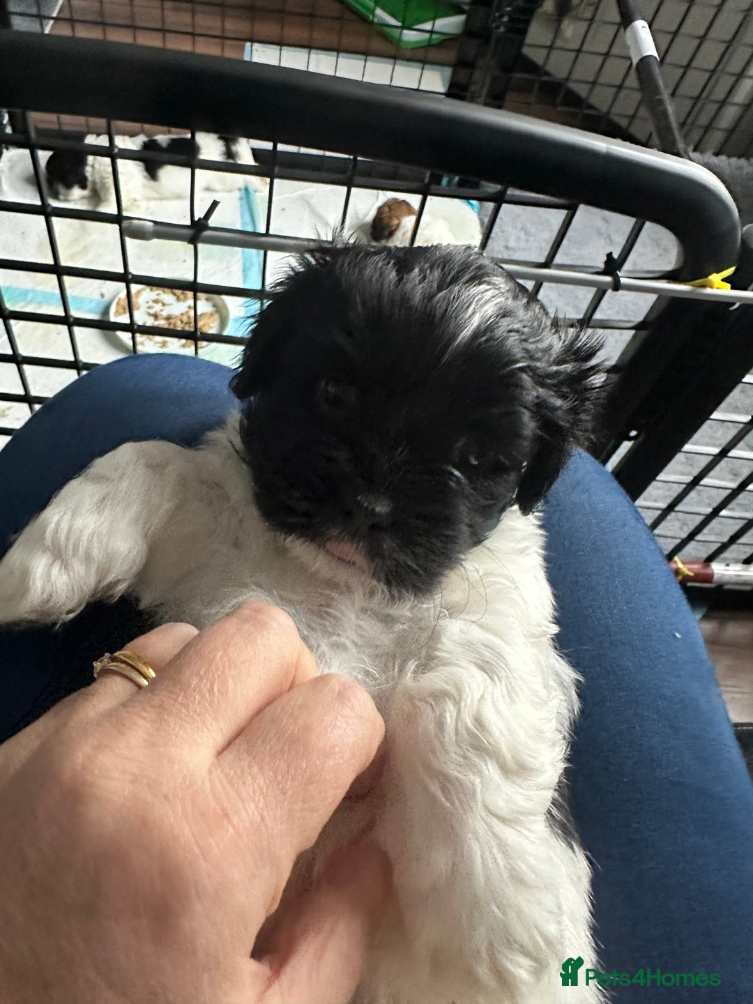 Lhasa Apso dogs for sale: Stunning Litter Lhasa Apsos * 3 Remaining * - Image 16