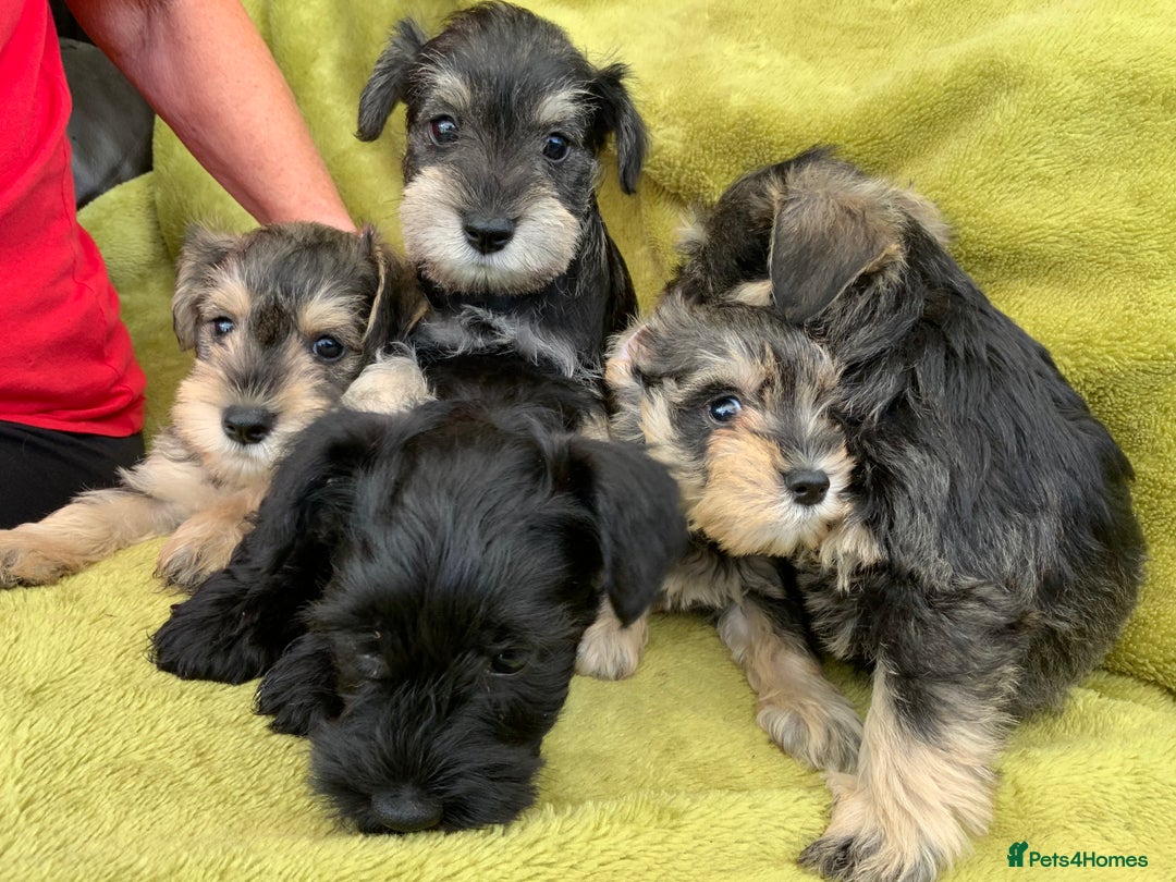 Miniature Schnauzer dogs for sale: Happy healthy miniature Schauzer puppies - Image 26