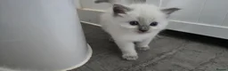 Ragdoll cats for sale: Affectionate Ragdoll Kittens Health-Tested Line - Advert 2