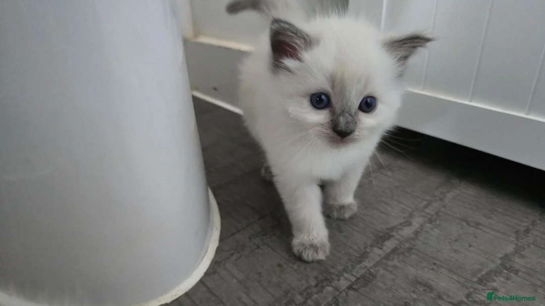 Ragdoll cats for sale: Affectionate Ragdoll Kittens Health-Tested Line - Advert 2