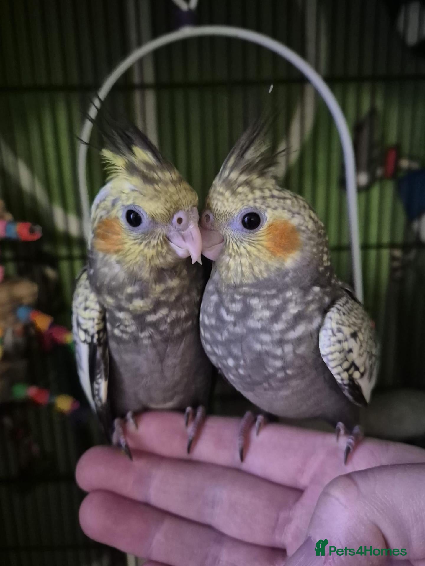 Cockatiels birds Hand tame baby cockatiel  - Advert 1