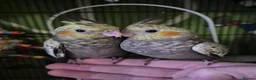 Cockatiels birds for sale: Hand tame baby cockatiel  in Abertillery - Advert 1