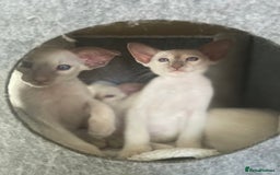 Siamese cats for sale: Lovely Siamese kittens🩵 in Leeds - Image 9