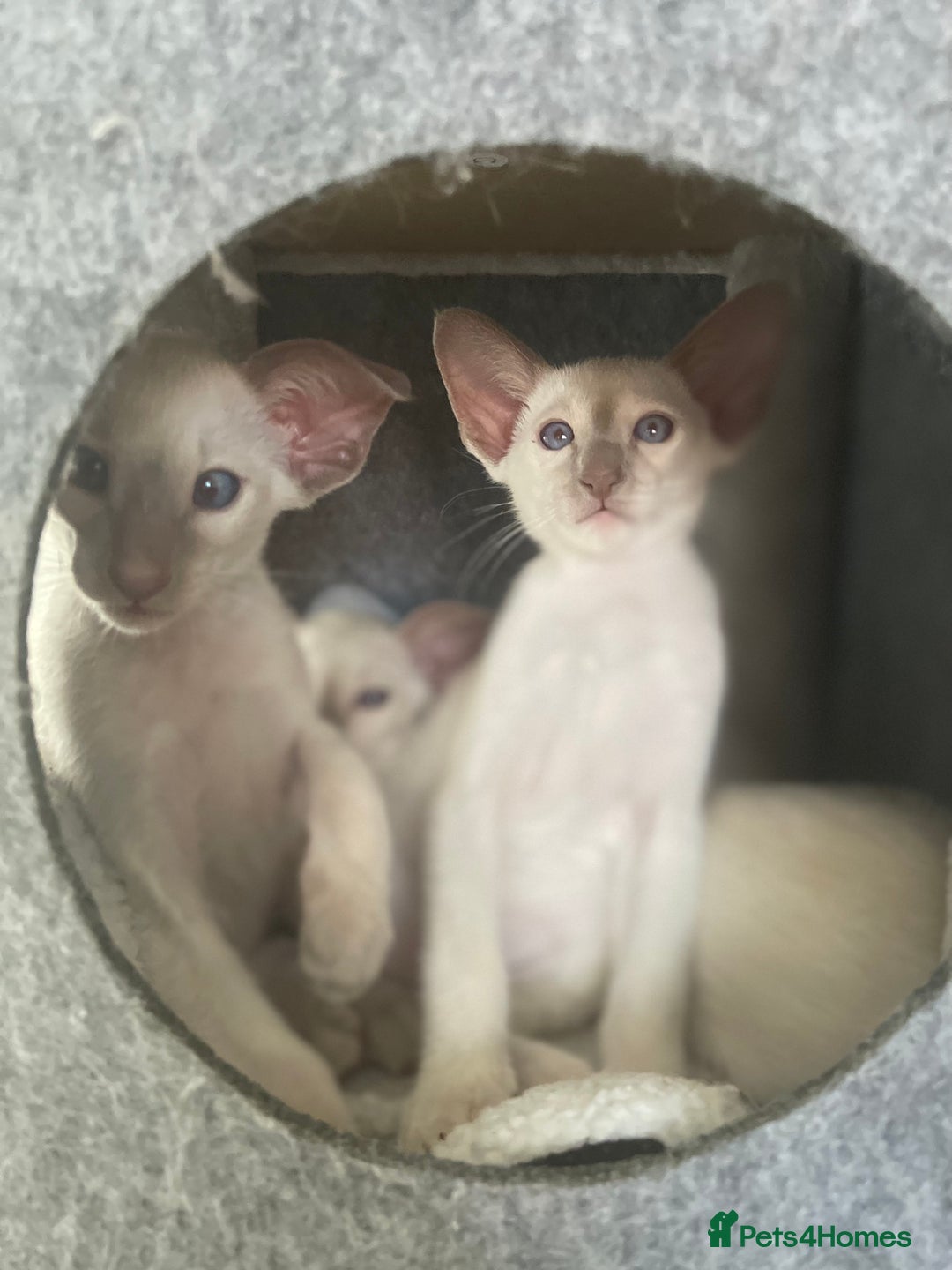 Siamese cats for sale: Lovely Siamese kittens🩵 in Leeds - Image 9