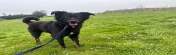 Mixed Breed dogs for adoption: Newton - Norwich Norfolk  - Advert 3