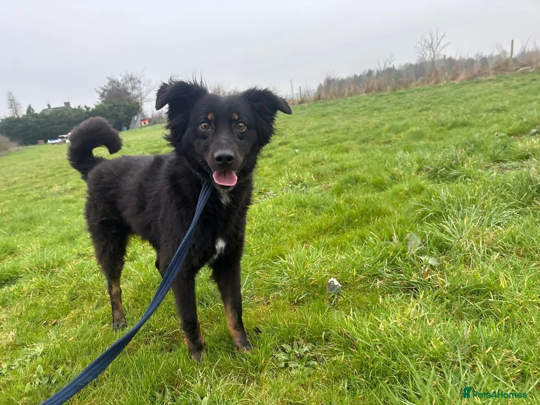 Mixed Breed dogs for adoption: Newton - Norwich Norfolk  - Advert 3