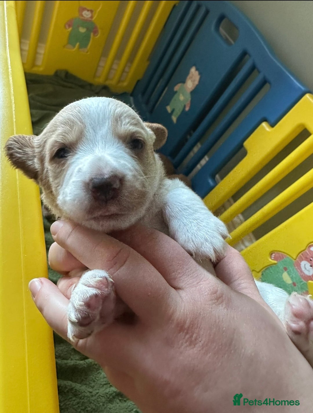 Cockerdor dogs for sale: Lovely Cockerdor puppies for sale  - Advert 28