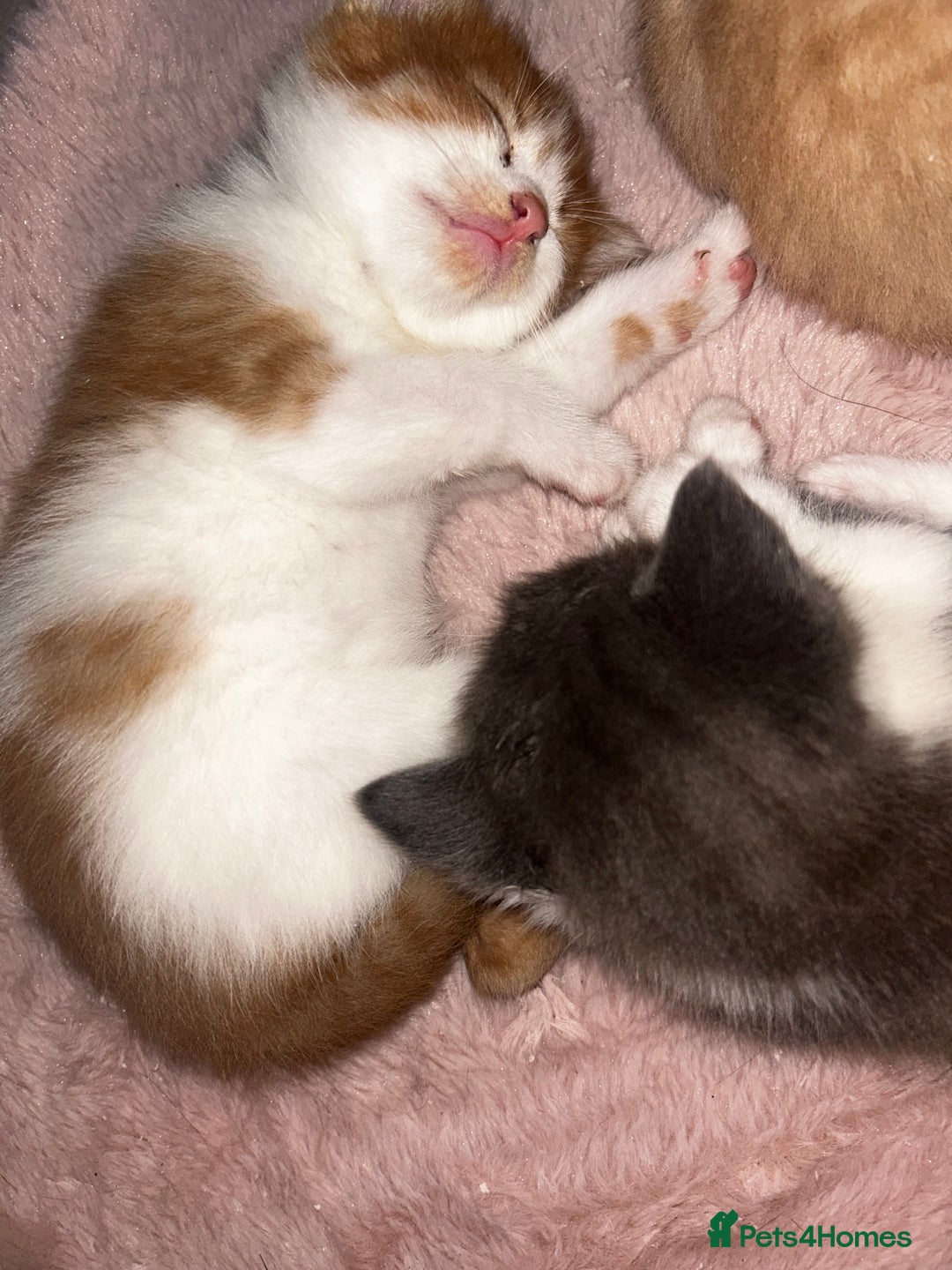 British Shorthair cats for sale: Four Adorable Kittens 🤍 - Advert 18