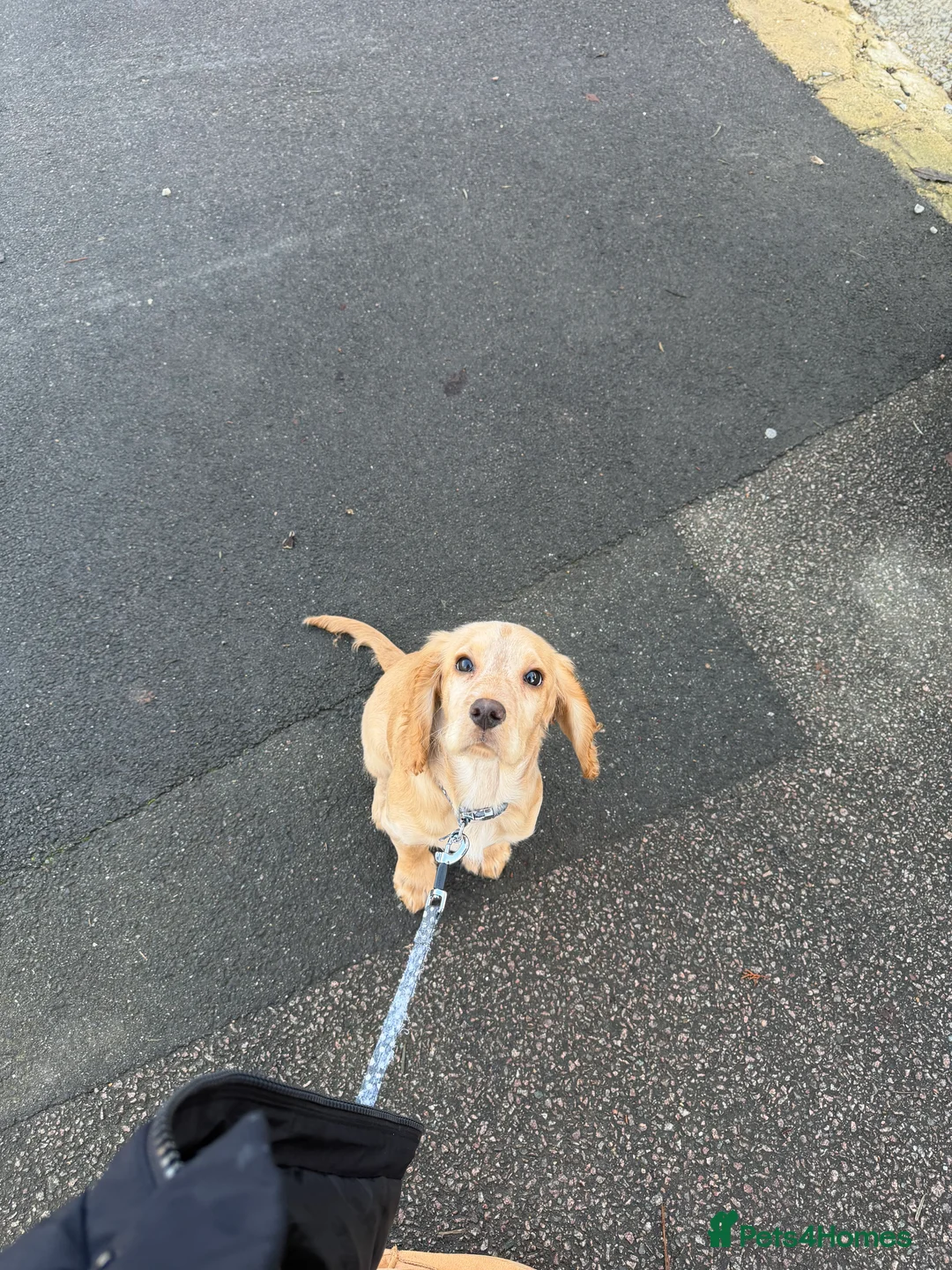 Cocker Spaniel dogs for sale: 14-Week Puppy Needs Loving Forever Home - Advert 3