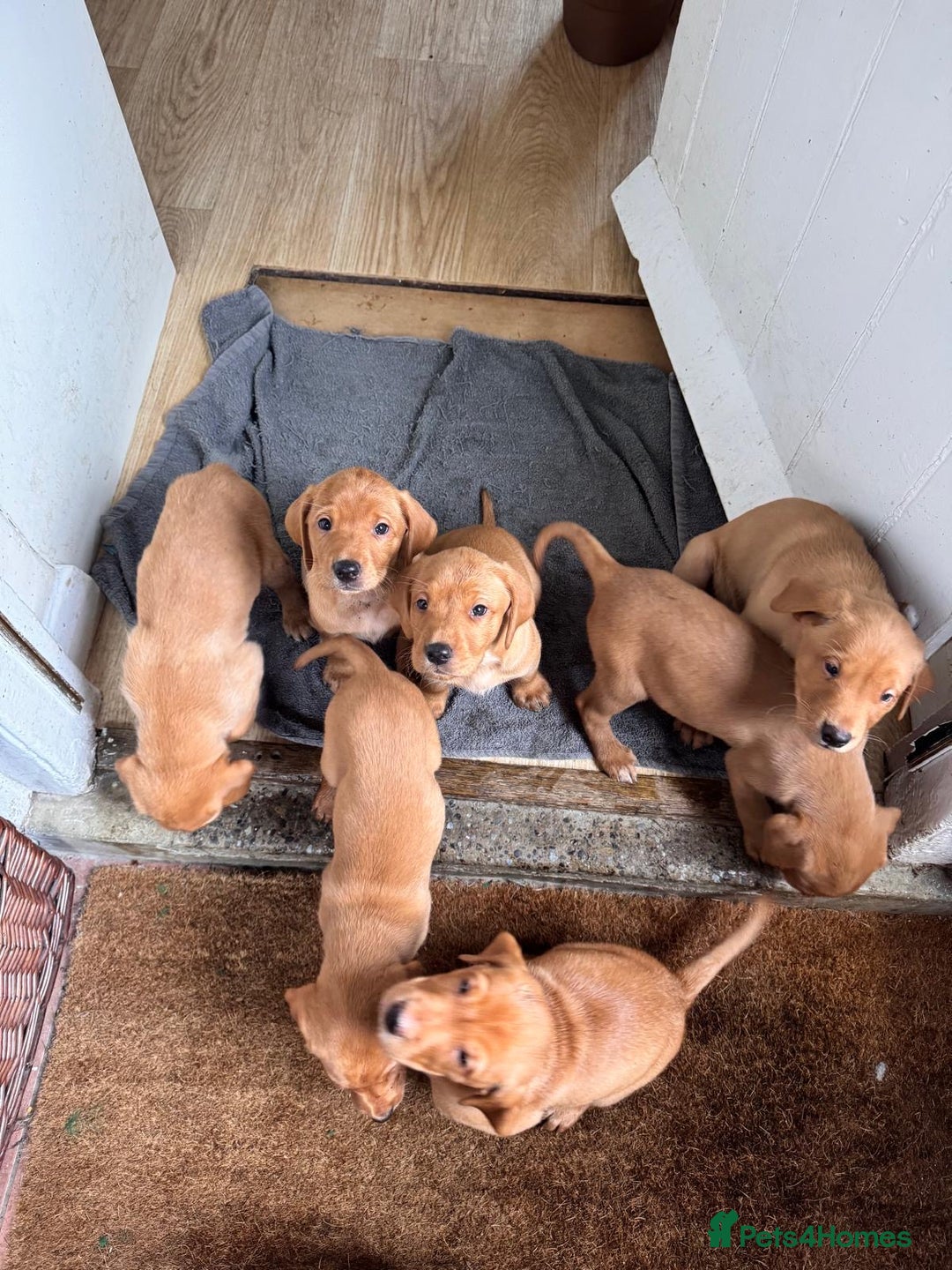 Labrador Retriever dogs for sale: Fox Red Labrador’s  - Advert 6