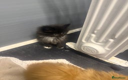 Mixed Breed cats for sale: Beautiful mixed exotic kittens  - Image 11